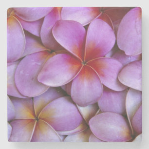 N.A., USA, Maui, Hawaii. Pink Plumeria blossoms. Stone Coaster