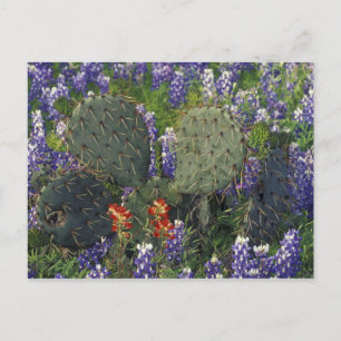 N.A., USA, Texas, Cactus surrounded by Postcard