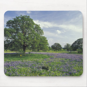 N.A, USA, Texas, Lake Buchanan, Oaks and Blue Mouse Pad