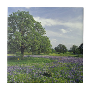 N.A, USA, Texas, Lake Buchanan, Oaks and Blue Tile