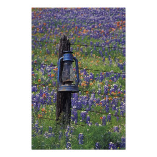 N.A., USA, Texas, Llano, Blue Lantern and Photo Print