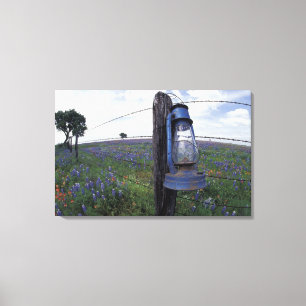 N.A., USA, Texas, Llano, Blue Lantern, Oak tree Canvas Print
