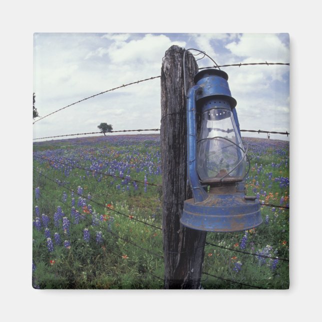 N.A., USA, Texas, Llano, Blue Lantern, Oak tree Magnet (Front)