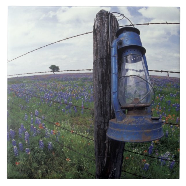 N.A., USA, Texas, Llano, Blue Lantern, Oak tree Tile (Front)