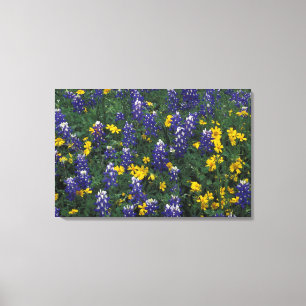 N.A, USA, Texas, Marble Falls, Blue Bonnets Canvas Print