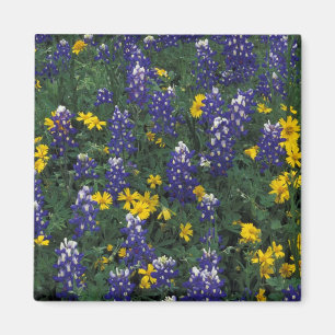 N.A, USA, Texas, Marble Falls, Blue Bonnets Magnet