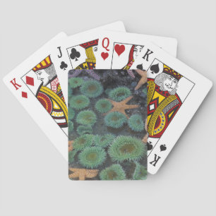 N.A., USA, Washington, Olympic National Park Playing Cards