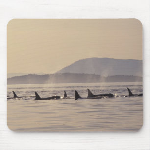 N.A., USA, Washington, San Juan Islands Orca Mouse Pad