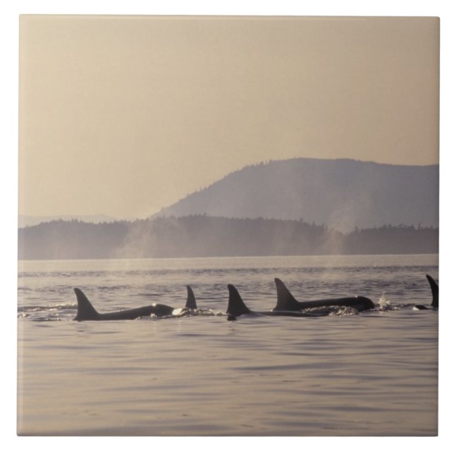 N.A., USA, Washington, San Juan Islands Orca Tile (Front)