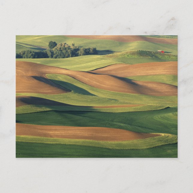 N.A., USA, Washington, Whitman County. Postcard (Front)