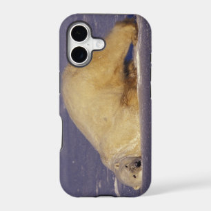 NA, Canada, Manitoba, Churchill, Polar bear