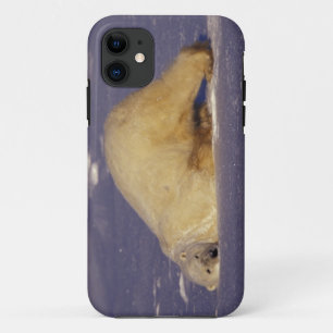 NA, Canada, Manitoba, Churchill, Polar bear iPhone 11 Case
