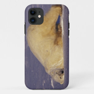 NA, Canada, Manitoba, Churchill, Polar bear Case-Mate iPhone Case