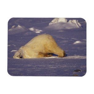 NA, Canada, Manitoba, Churchill, Polar bear Magnet