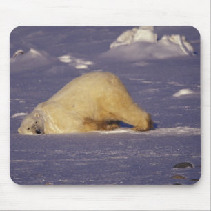 NA, Canada, Manitoba, Churchill, Polar bear Mouse Pad