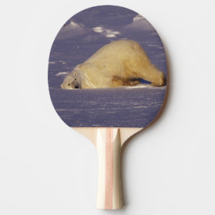 NA, Canada, Manitoba, Churchill, Polar bear Ping Pong Paddle