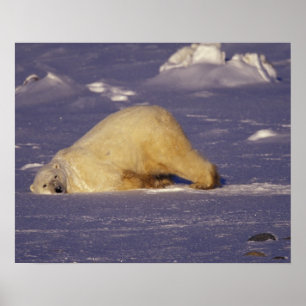 NA, Canada, Manitoba, Churchill, Polar bear Poster