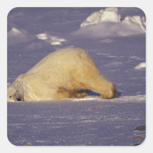 NA, Canada, Manitoba, Churchill, Polar bear Square Sticker