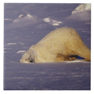 NA, Canada, Manitoba, Churchill, Polar bear Tile