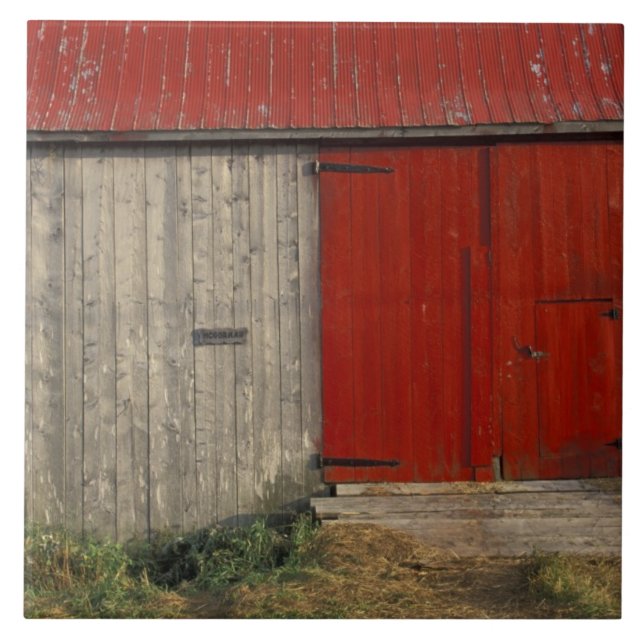 NA, Canada, New Brunswick, Shepody. Red barn Tile (Front)