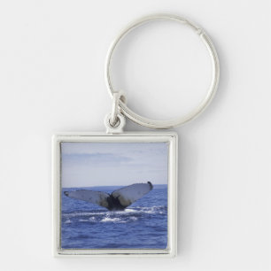 NA, Canada, Newfoundland, Trinity Bay. Humpback Key Ring