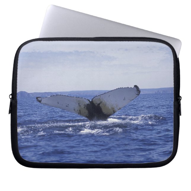 NA, Canada, Newfoundland, Trinity Bay. Humpback Laptop Sleeve (Front)