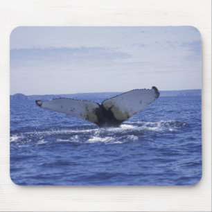 NA, Canada, Newfoundland, Trinity Bay. Humpback Mouse Pad