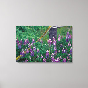 NA, USA, Alaska, Aleutian Islands, Unalaska, Canvas Print