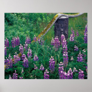 NA, USA, Alaska, Aleutian Islands, Unalaska, Poster