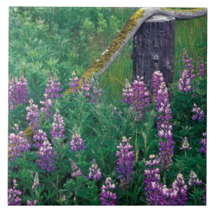 NA, USA, Alaska, Aleutian Islands, Unalaska, Tile