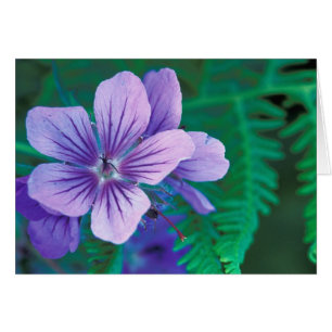 NA, USA, Alaska, Aleutian Islands, Wild