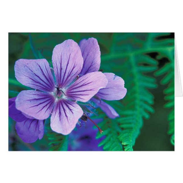 NA, USA, Alaska, Aleutian Islands, Wild (Front Horizontal)