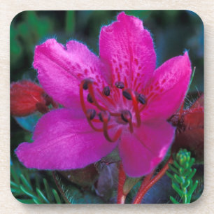NA, USA, Alaska, Aleutian Islands, Wildflowers Coaster