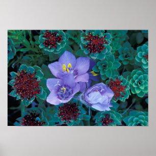 NA, USA, Alaska, Aleutian Islands, Wildflowers Poster