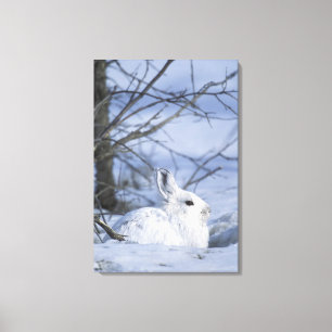NA, USA, Alaska. Arctic National Wildlife Canvas Print