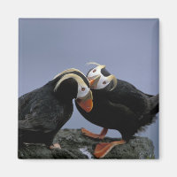 NA, USA, Alaska, Bering Sea, Pribilofs. Tufted