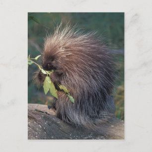 NA, USA, Alaska, Captive porcupine Postcard