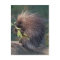 NA, USA, Alaska, Captive porcupine