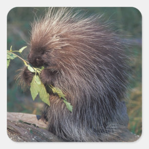 NA, USA, Alaska, Captive porcupine Square Sticker