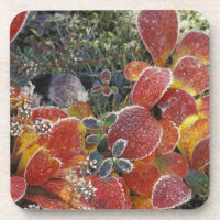 NA, USA, Alaska. Denali National Park. Bearberry 2