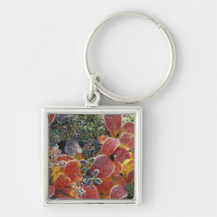 NA, USA, Alaska. Denali National Park. Bearberry 2 Key Ring