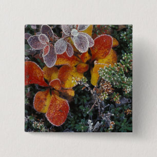 NA, USA, Alaska. Denali National Park. Bearberry 3 15 Cm Square Badge