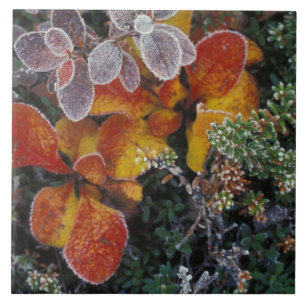 NA, USA, Alaska. Denali National Park. Bearberry 3 Tile