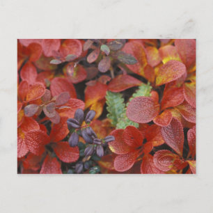 NA, USA, Alaska. Denali National Park. Bearberry Postcard