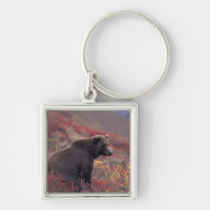 NA, USA, Alaska, Denali NP. A female grizzly Key Ring