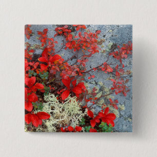 NA, USA, Alaska, Denali NP, Bear berry and 15 Cm Square Badge