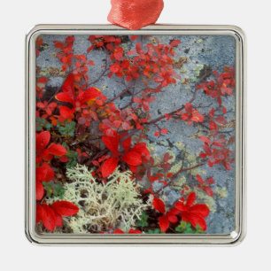NA, USA, Alaska, Denali NP, Bear berry and Metal Tree Decoration