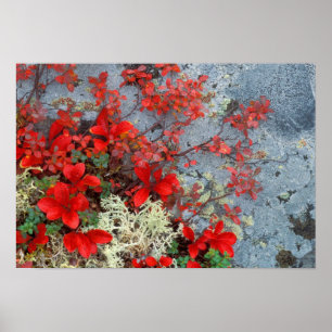 NA, USA, Alaska, Denali NP, Bear berry and Poster