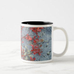 NA, USA, Alaska, Denali NP, Bear berry and Two-Tone Coffee Mug
