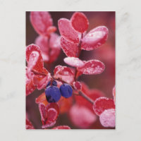 NA, USA, Alaska, Denali NP, Blue berries in